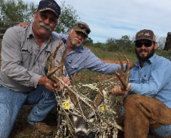 Aerial Wildlife Management Surveys Provide an Accurate Census for Ranchers