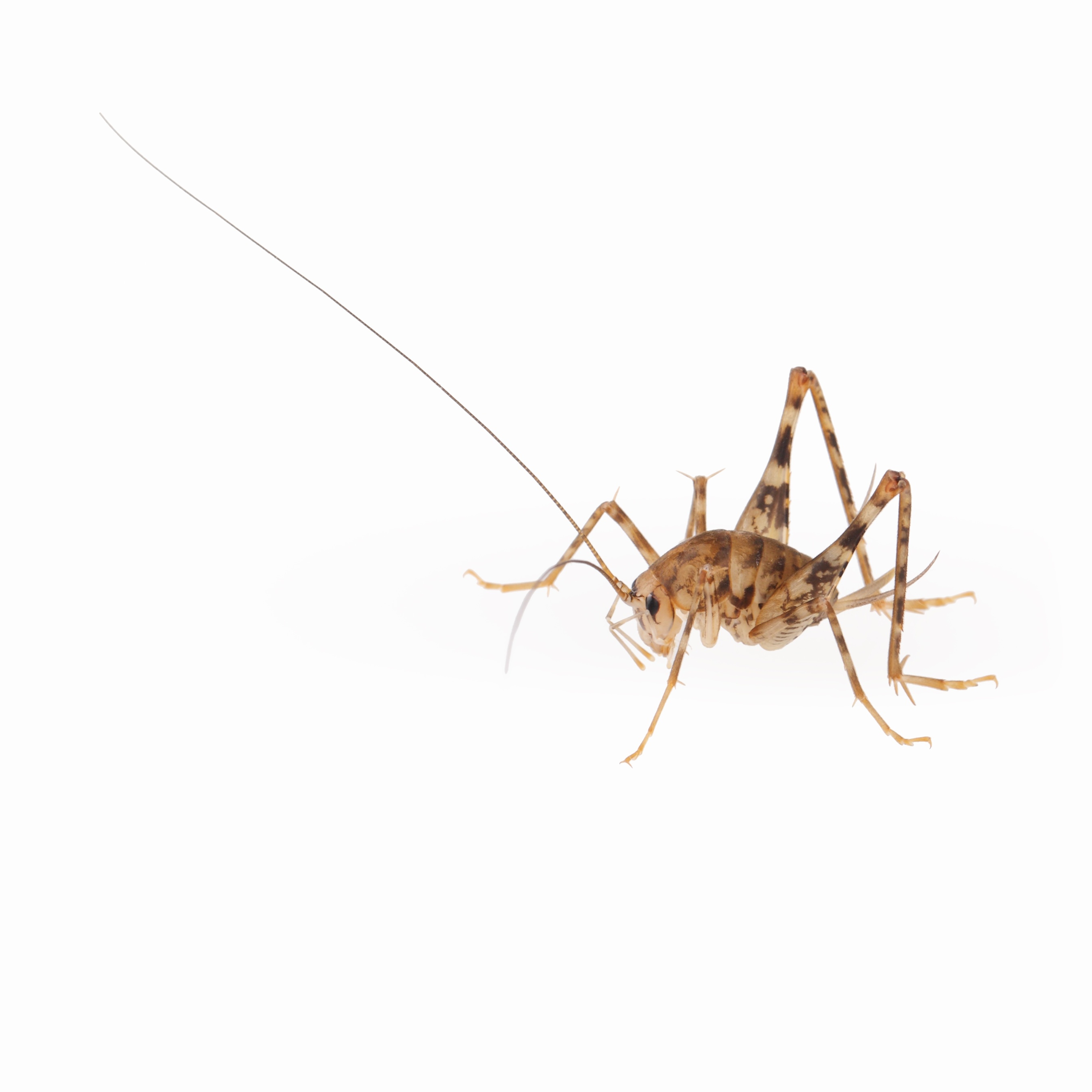 Does Your Home Need Ant Control in Kansas City, MO ...