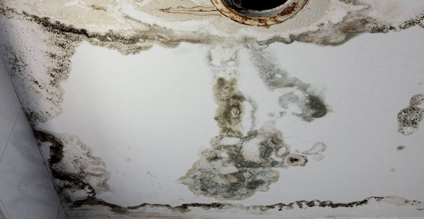 What to Expect During Mold Damage Restoration in Colorado Springs