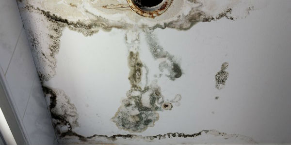 Professional Mold Remediation in Aurora, CO