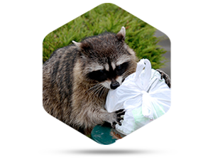 Wildlife Professionals Are The Best Solutions For Opossum Removal in Reynoldsburg