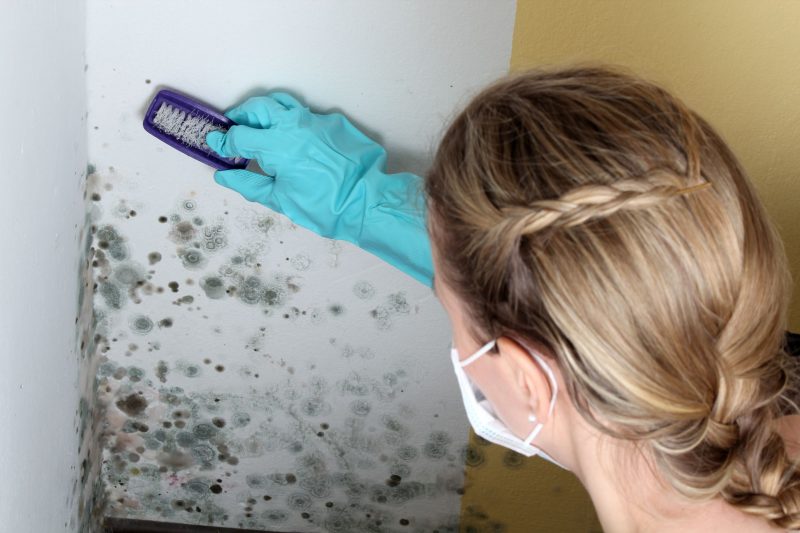 Why It Is Important for you to Get Mold Testing in Tulsa Oklahoma