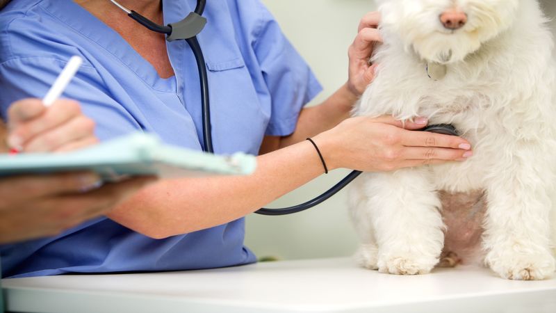 Features of the Best Veterinary Hospital in Los Angeles