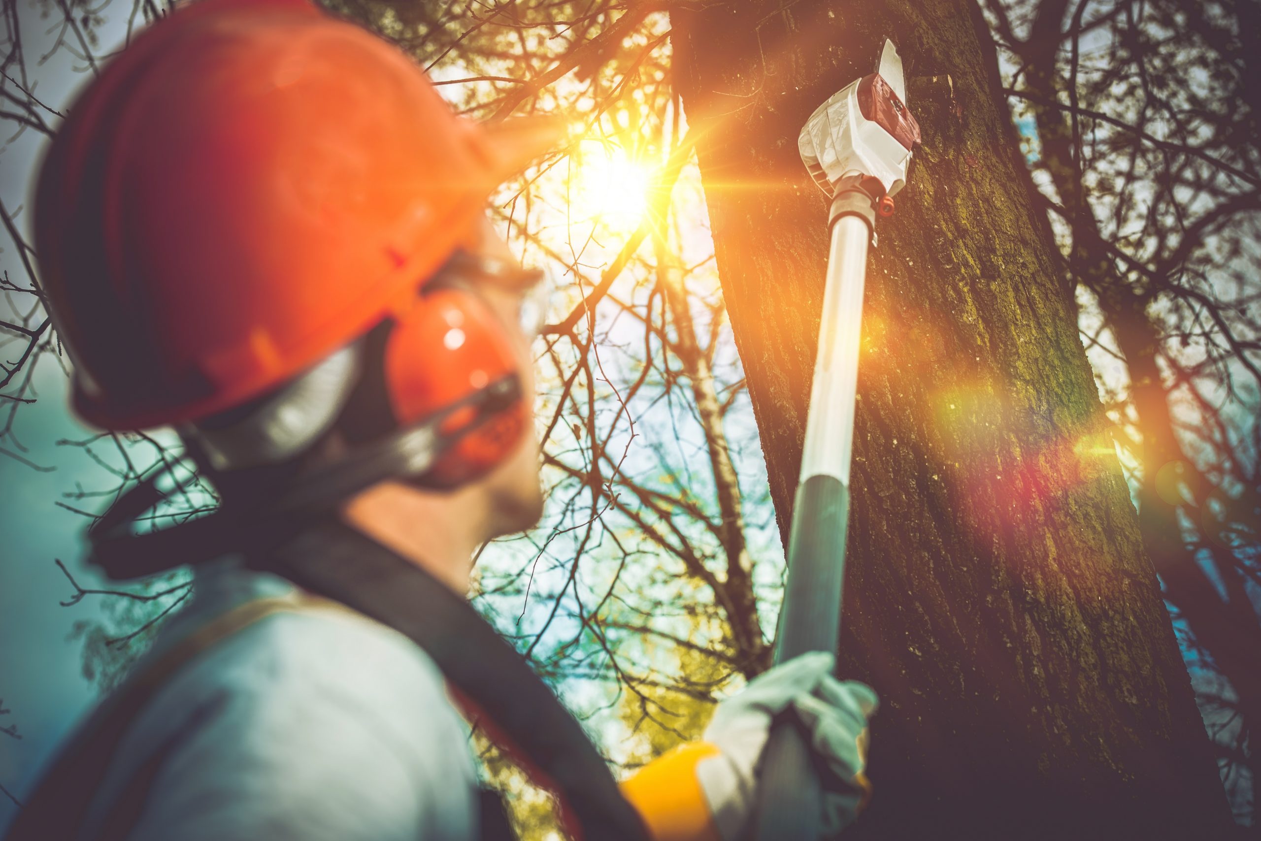 Reimagine Your Landscape with Expert Tree Cutting Service in Gig Harbor, WA, for a Safer, Healthier, and More Beautiful Yard