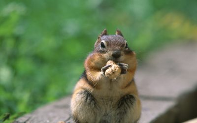 Effective Squirrel Removal in St. Louis, MO: Protect Your Home.