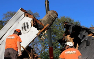 Guaranteeing Safe and Effective Tree Removal Near Marietta, GA