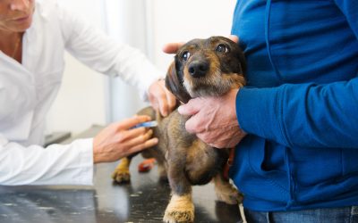 Louisville KY Vet Clinic: Providing Expert Care for Your Pets With Routine Health Exams, Diagnostics, and Emergency Services