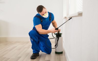 Finding the right pest control company in Rochester, MN: a guide for property owners