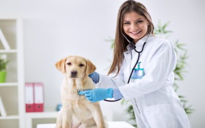 Tips for Finding a New Veterinary Hospital